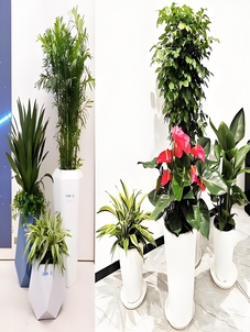 选宁波植物租摆专业服务，拥自然之美